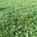 豆瓣菜无公害蔬菜