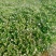 豆瓣菜无公害蔬菜