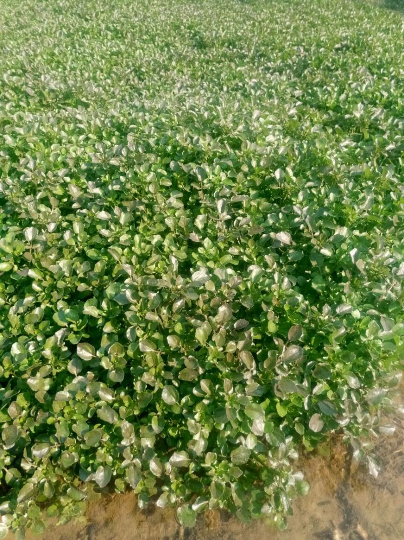 豆瓣菜无公害蔬菜