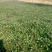 豆瓣菜无公害蔬菜