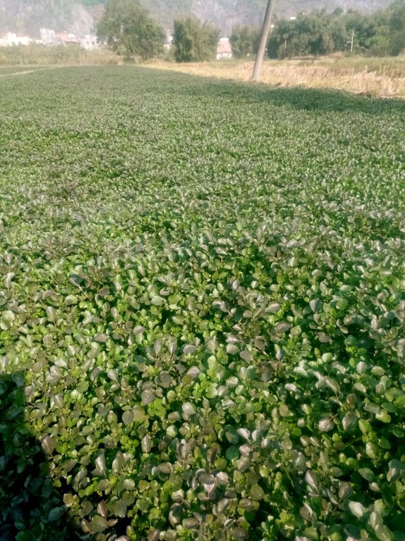 豆瓣菜无公害蔬菜
