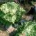 豆瓣菜无公害蔬菜