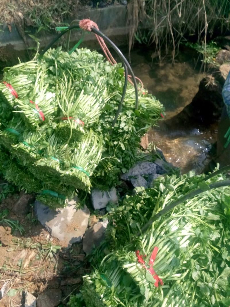 豆瓣菜无公害蔬菜