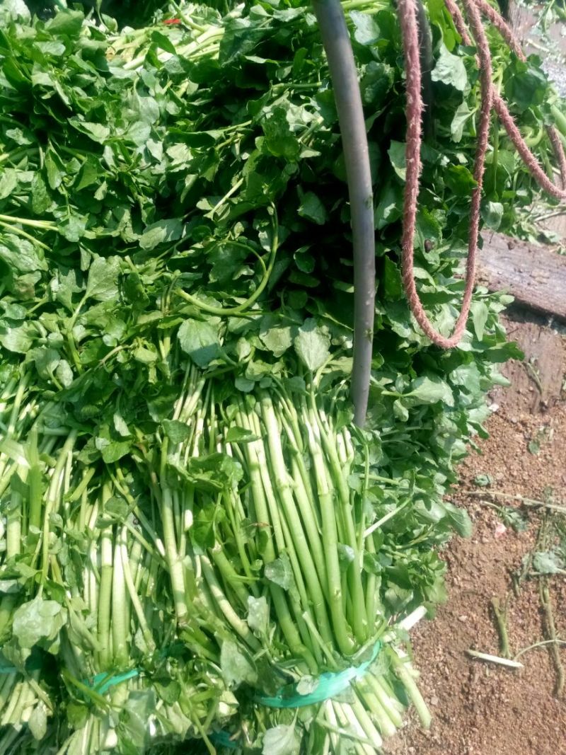 豆瓣菜无公害蔬菜