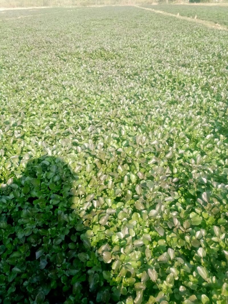 豆瓣菜无公害蔬菜