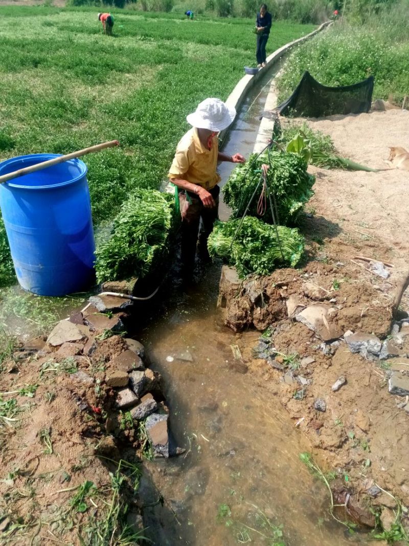 豆瓣菜无公害蔬菜