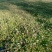 豆瓣菜无公害蔬菜