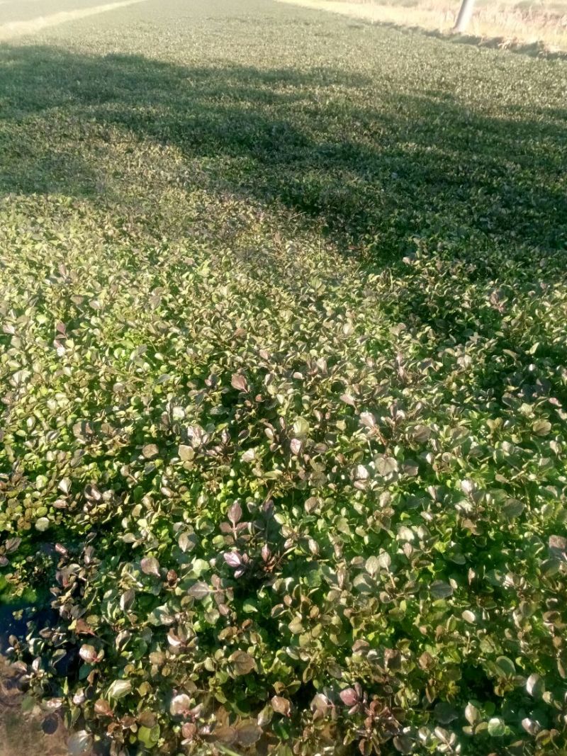 豆瓣菜无公害蔬菜