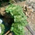 豆瓣菜无公害蔬菜