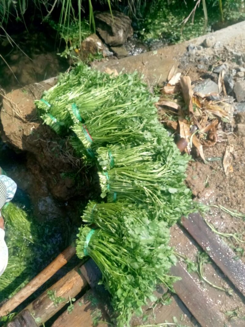豆瓣菜无公害蔬菜