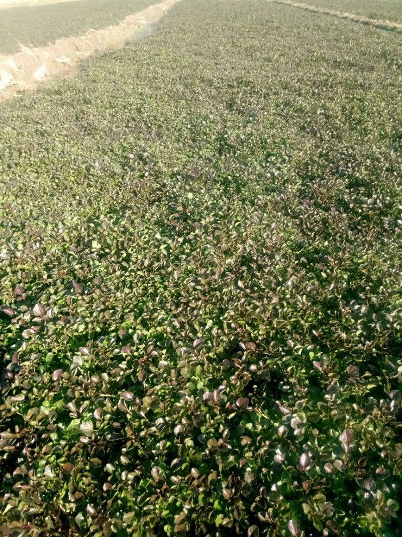 豆瓣菜无公害蔬菜