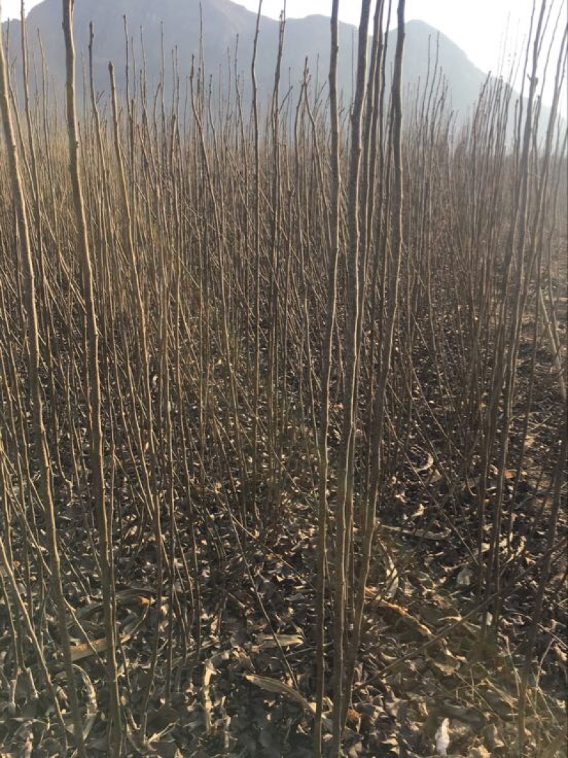 大量出售各种规格的梨树苗！保证质量！欢迎各位老板光临！