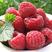 覆盆子苗树莓苗马林苗包品质成活率高浩海浆果