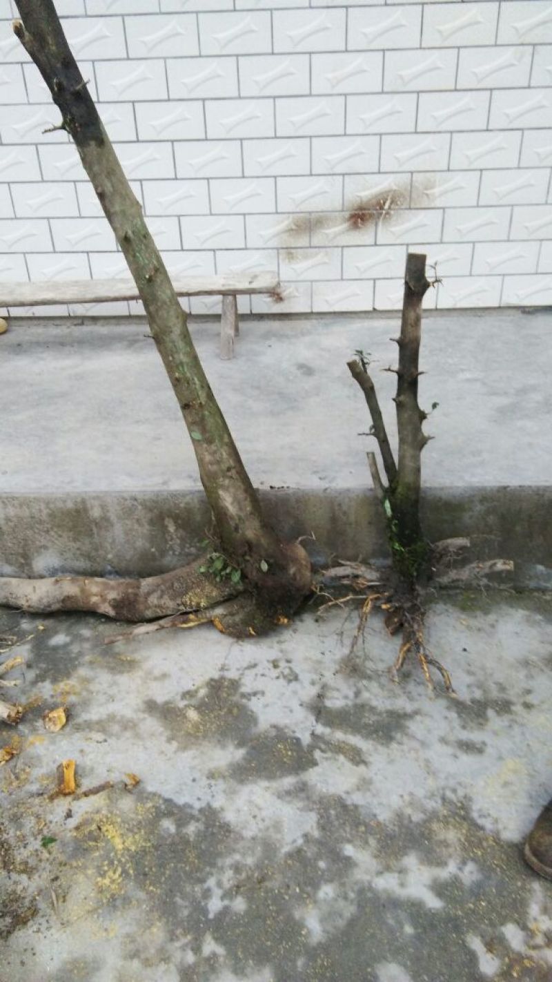金弹子树桩