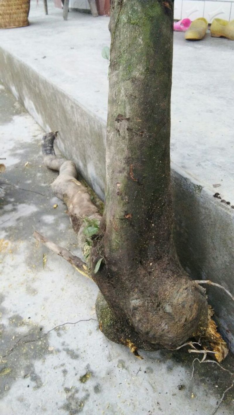 金弹子树桩