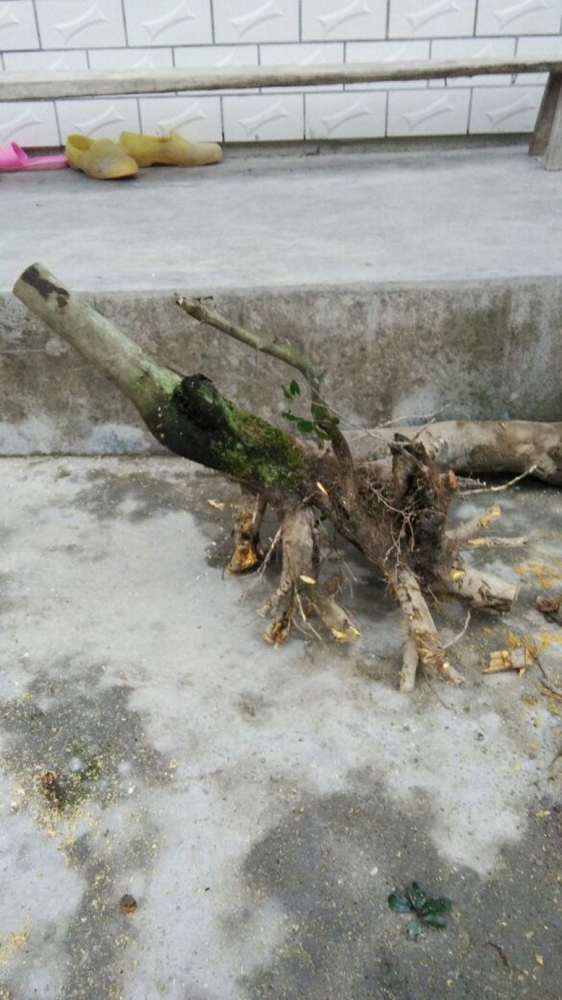 金弹子树桩