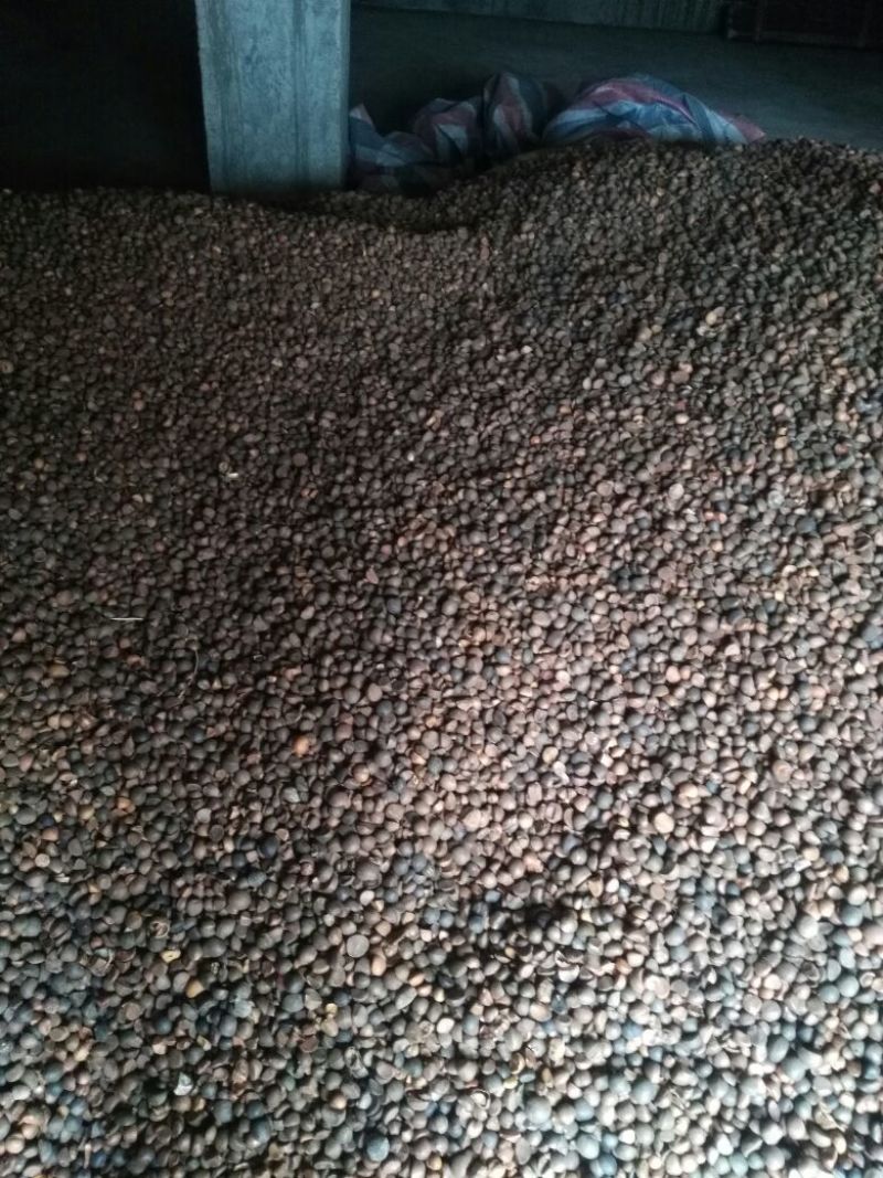 油茶籽95%以上