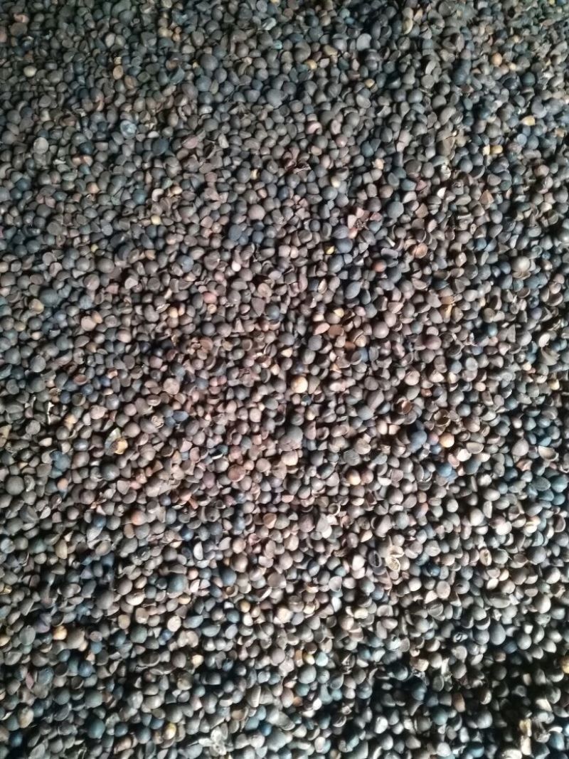 油茶籽95%以上