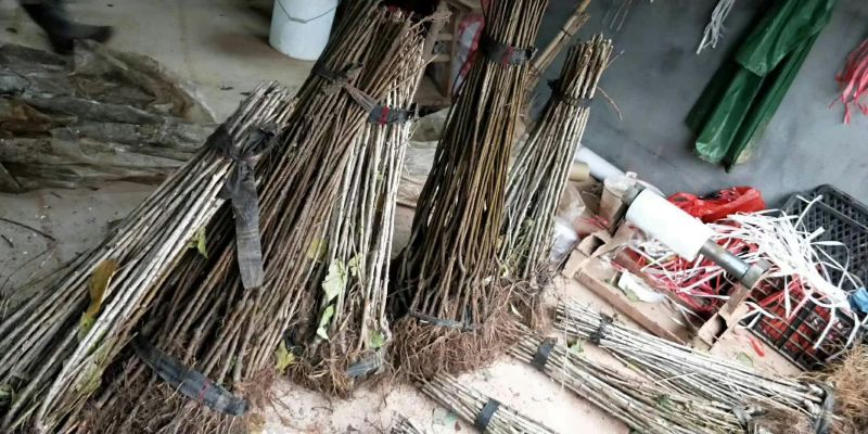 樱桃树苗2年80cm以上
