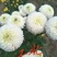 菊花苗