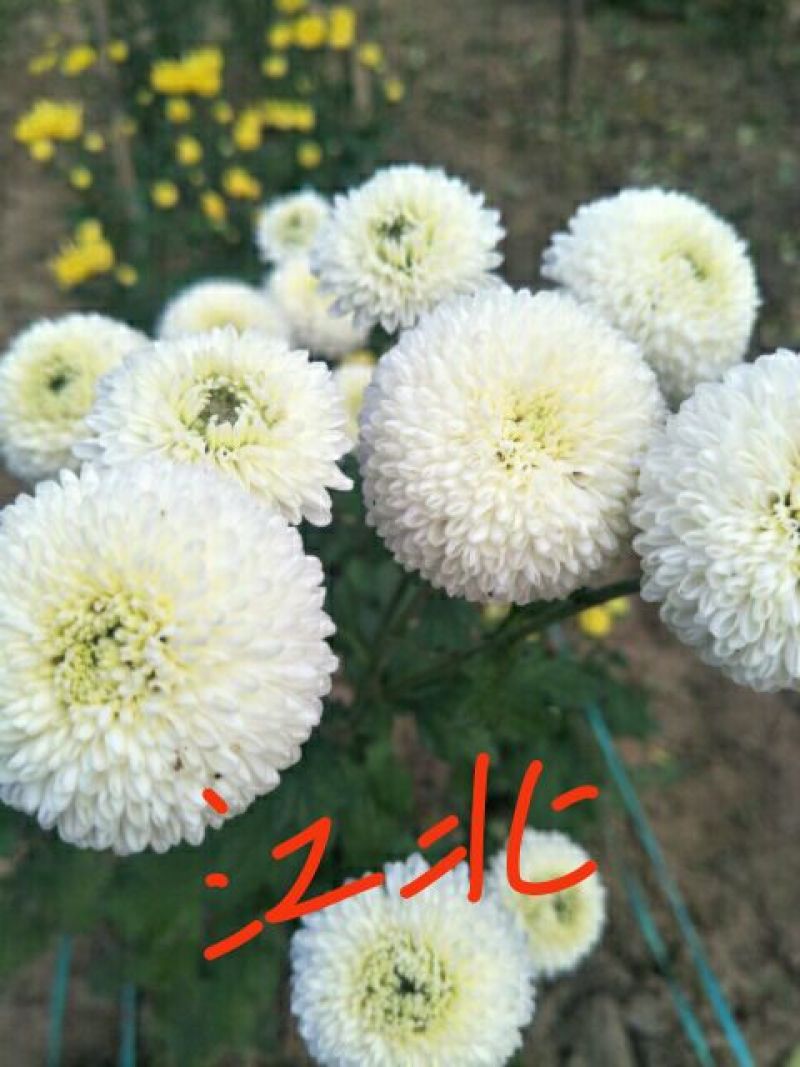 菊花苗