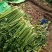 西芹60cm以上