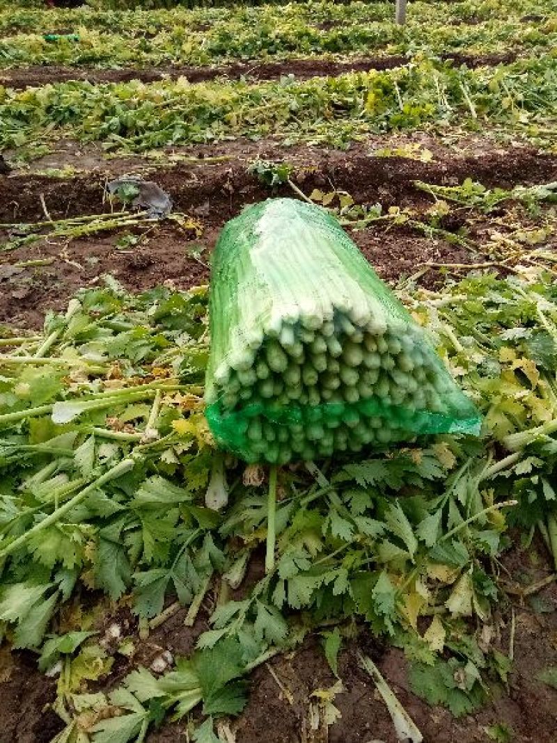 西芹60cm以上