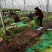 西芹60cm以上