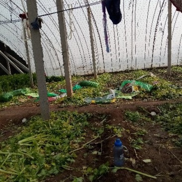 西芹60cm以上