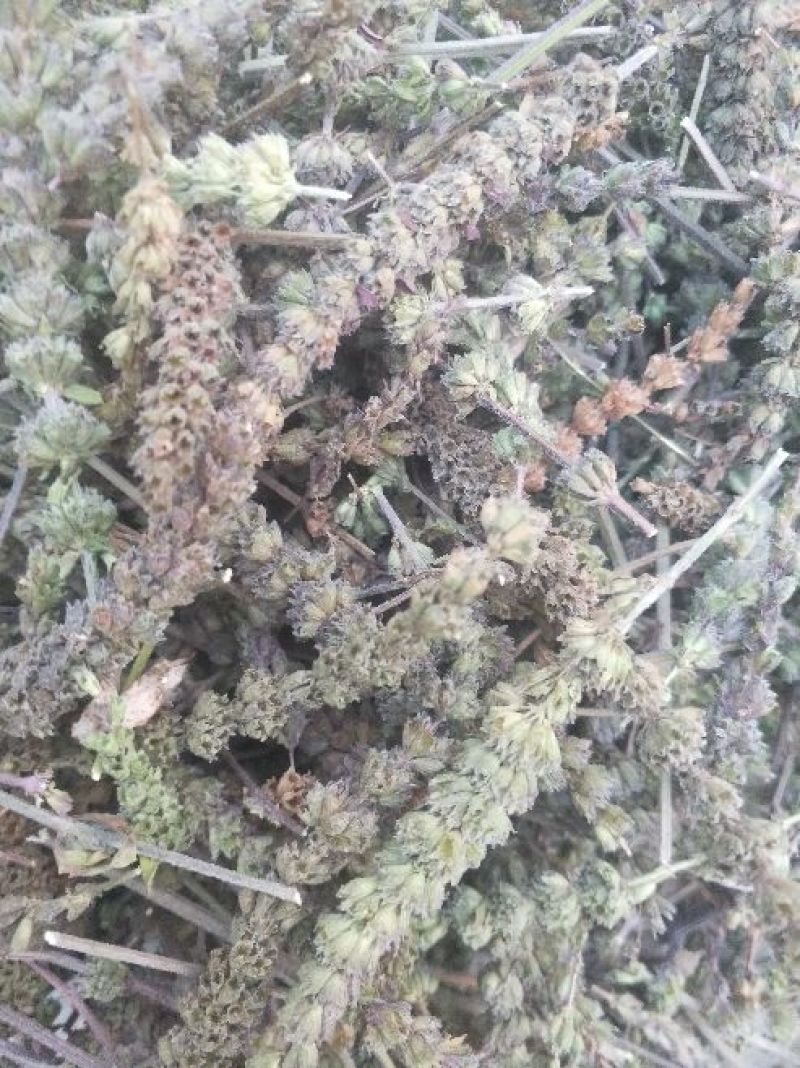 荆芥穗，，，，，，，，