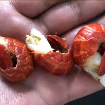 小龙虾虾尾