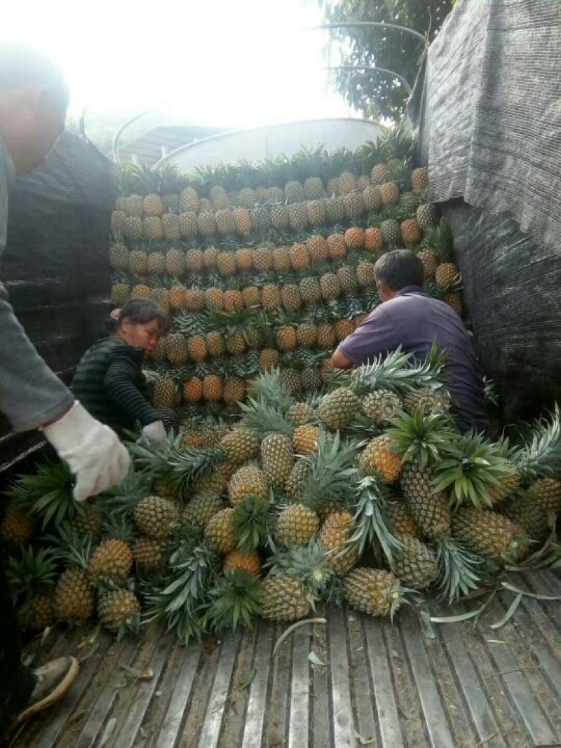 云南香水菠萝一手货源产地直发可一件代发可整车走货