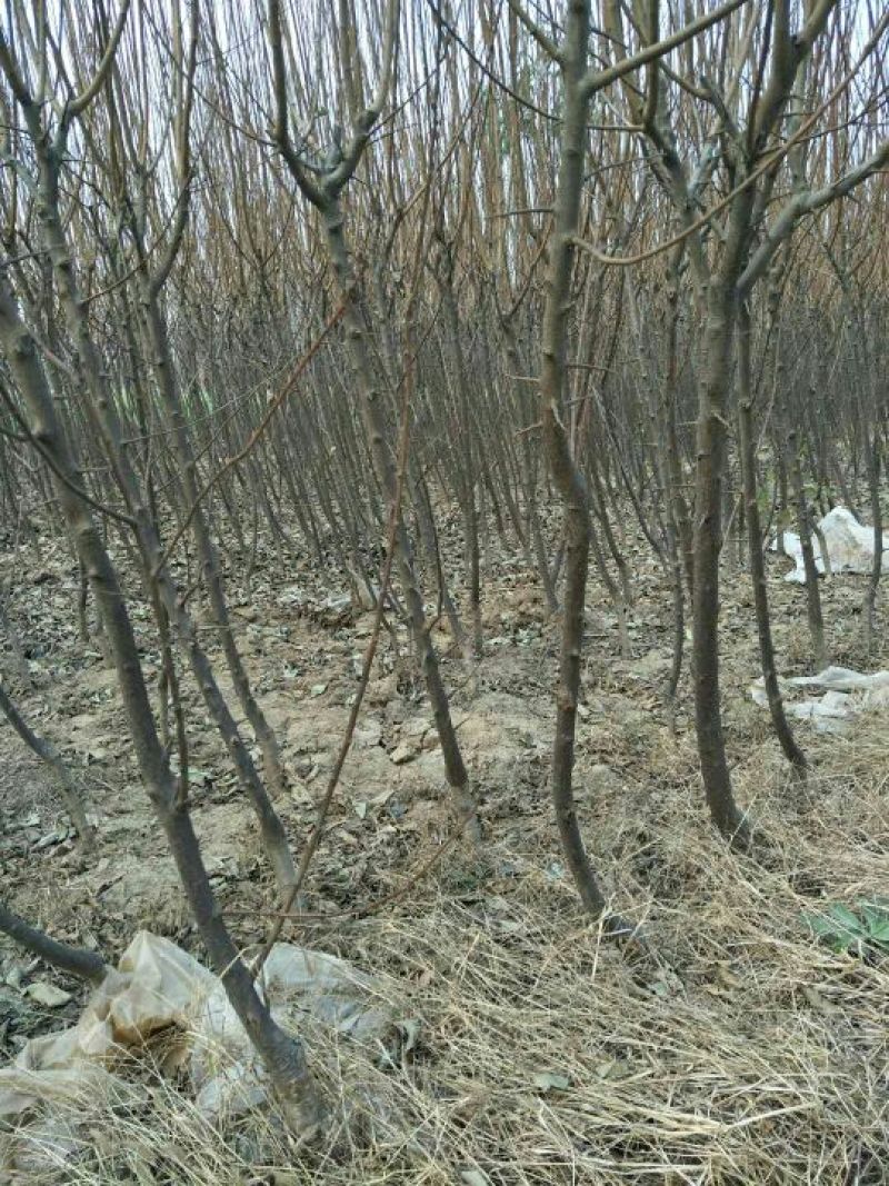 李子树苗150~250cm