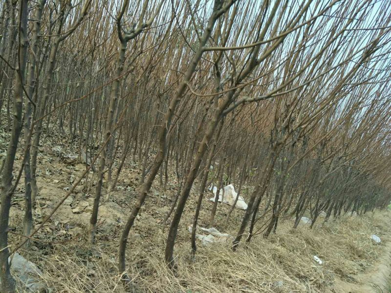 李子树苗150~250cm