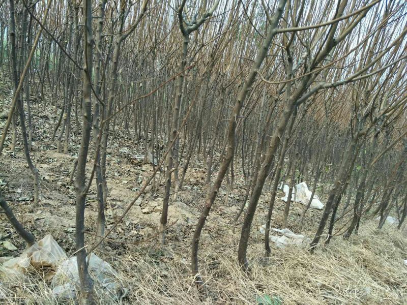 李子树苗150~250cm