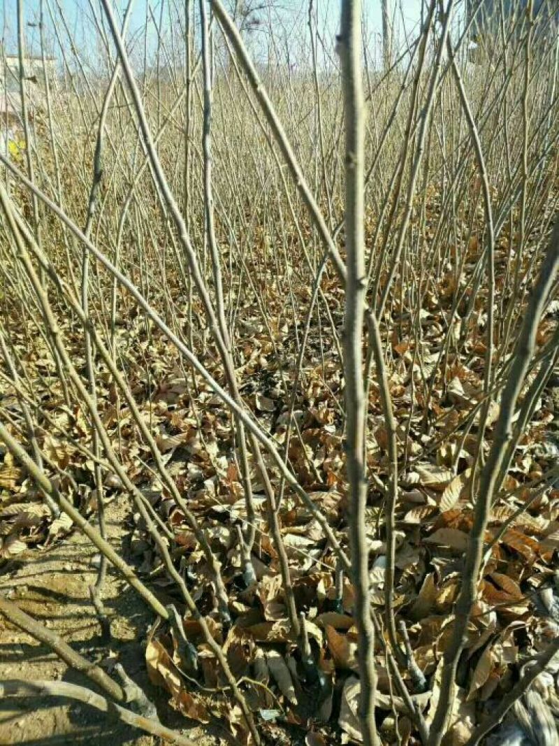 板栗接穗