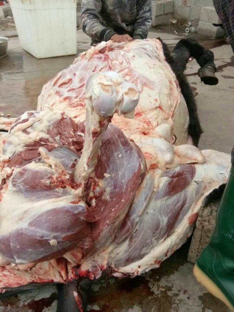 驴肉新鲜带皮驴肉驴副产品