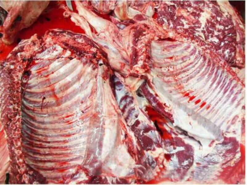 驴肉新鲜驴肉全国发货