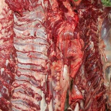 马肉新鲜马肉，马副产品