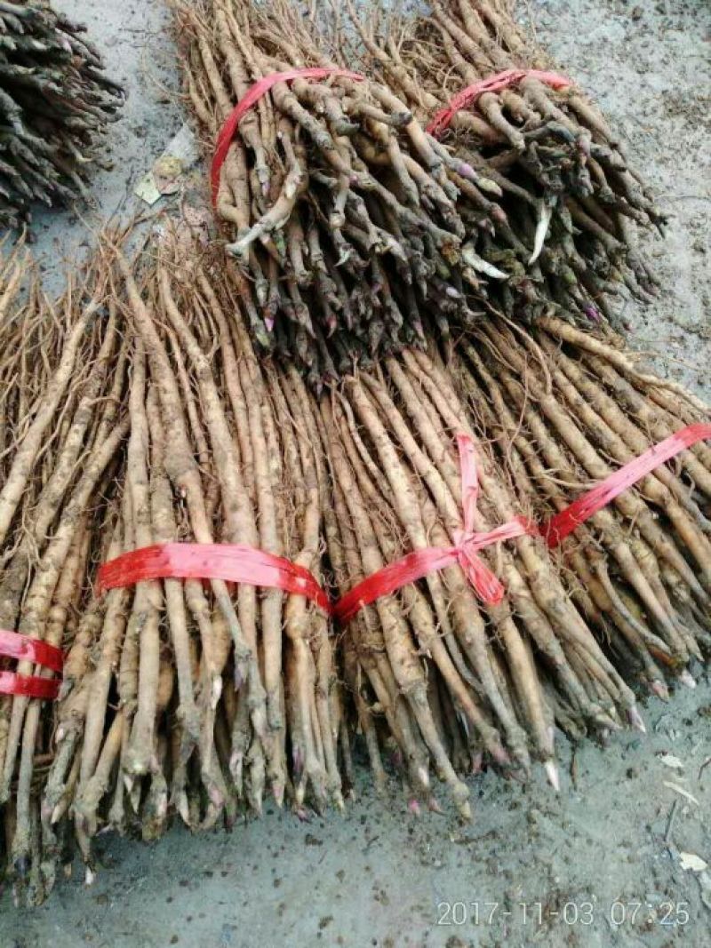 牡丹苗！一至五年苗！大量供应一手货源价格优！量大包邮。
