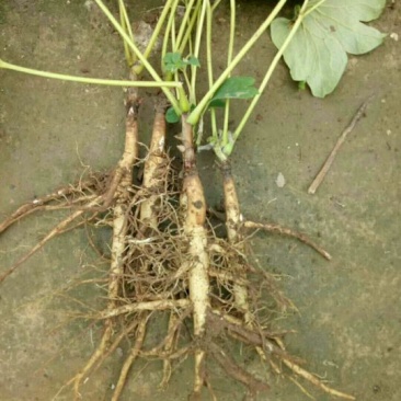 牡丹苗！一至五年苗！大量供应一手货源价格优！量大包邮。