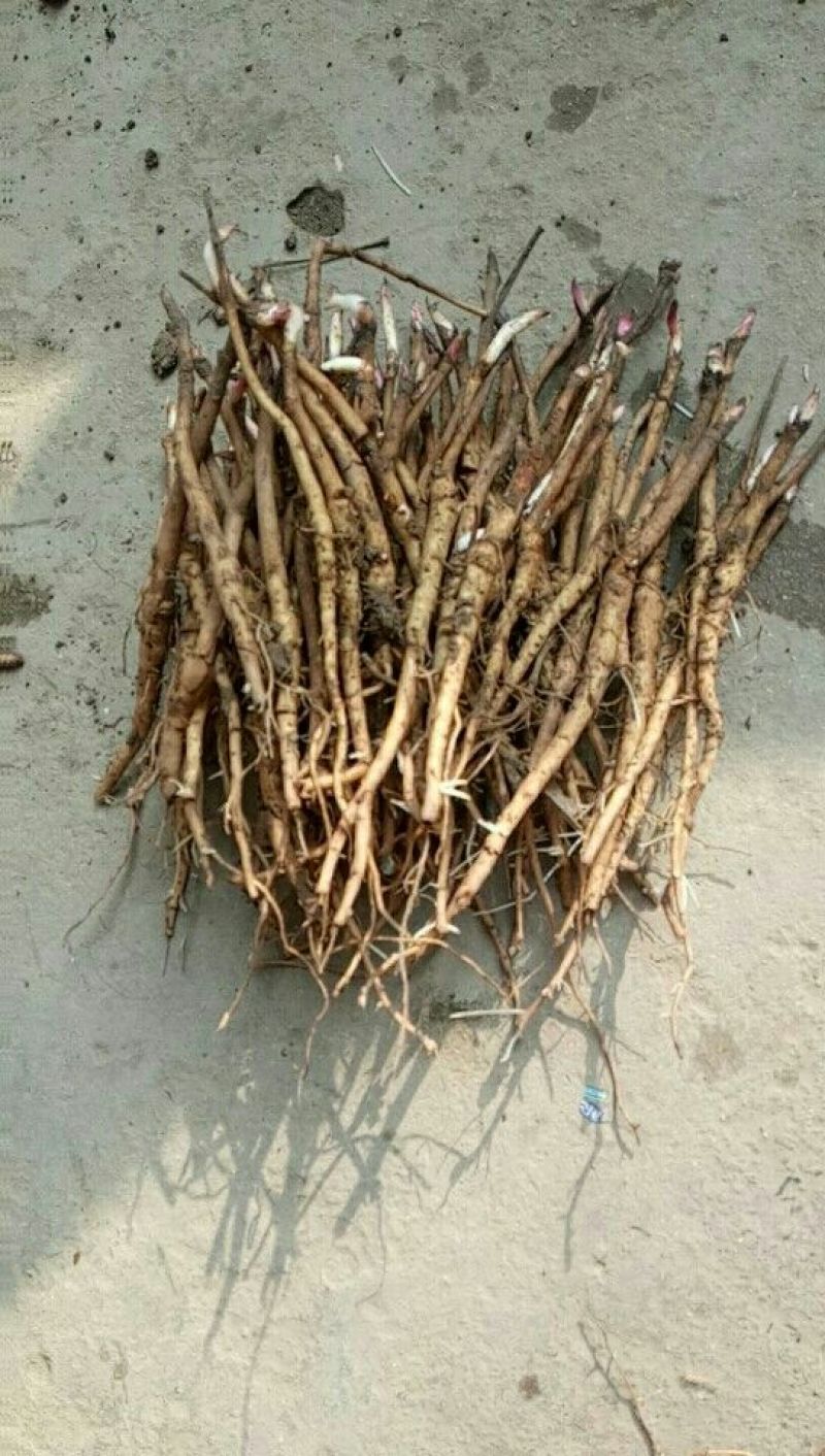 牡丹苗！一至五年苗！大量供应一手货源价格优！量大包邮。