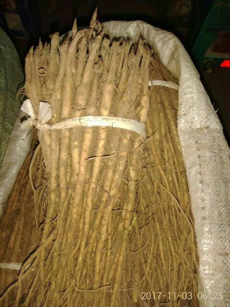 牡丹苗！一至五年苗！大量供应一手货源价格优！量大包邮。