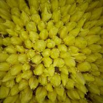 荷兰菊苣菜8~10cm
