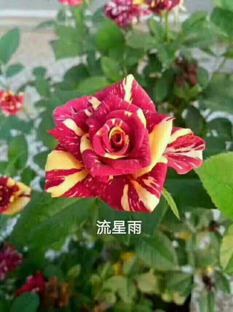 云南微型月季苗四季开花扦插苗基地直销各种花苗
