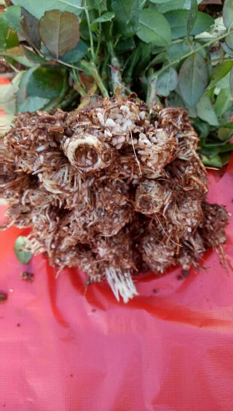 云南微型月季苗四季开花扦插苗基地直销各种花苗
