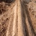 九斤黄山药4~6厘米一级通货70~90厘米