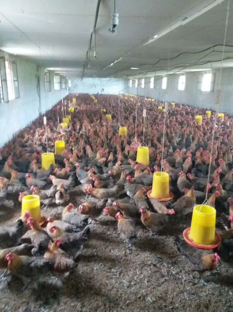 血毛土鸡苗出壳苗35~45克雄