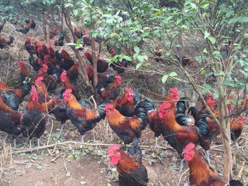 血毛土鸡苗出壳苗35~45克雄