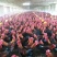 血毛土鸡苗出壳苗35~45克雄